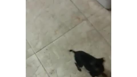 PUPPY OWNED BY MOM