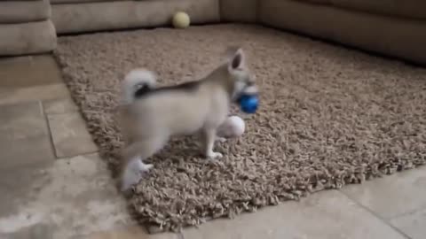 Alaskan Klee Kai puppies discover toddler