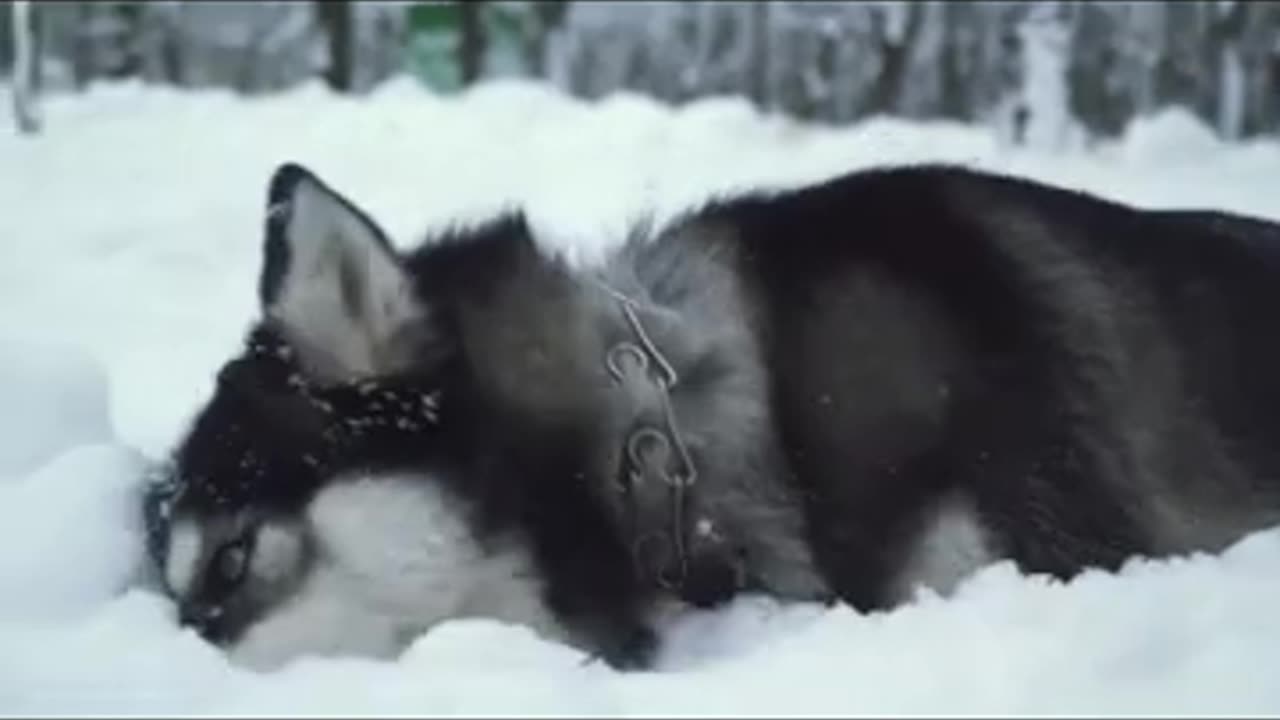 Cute Husky Enjoying Snow