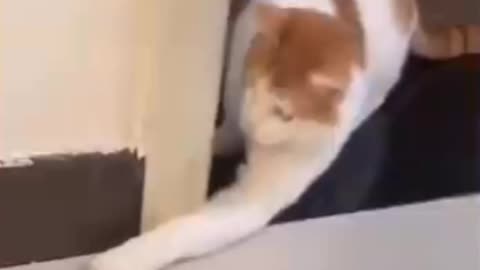 The Funniest Cat Ever