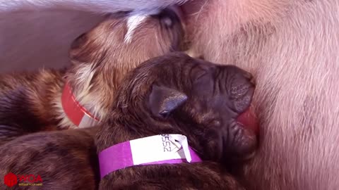Wonderful Mother Dog Giving Birth To 13 Pups