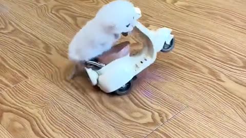 funny animal enjoying the fun ride!!!