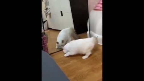 Cat Funny Fight and Fun soo Cute