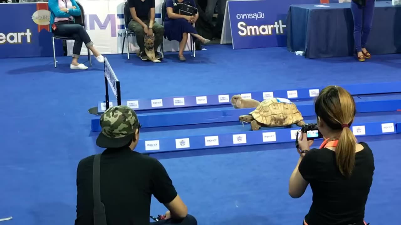 The Rabbit and the Turtle race 😮🙂 amazing results