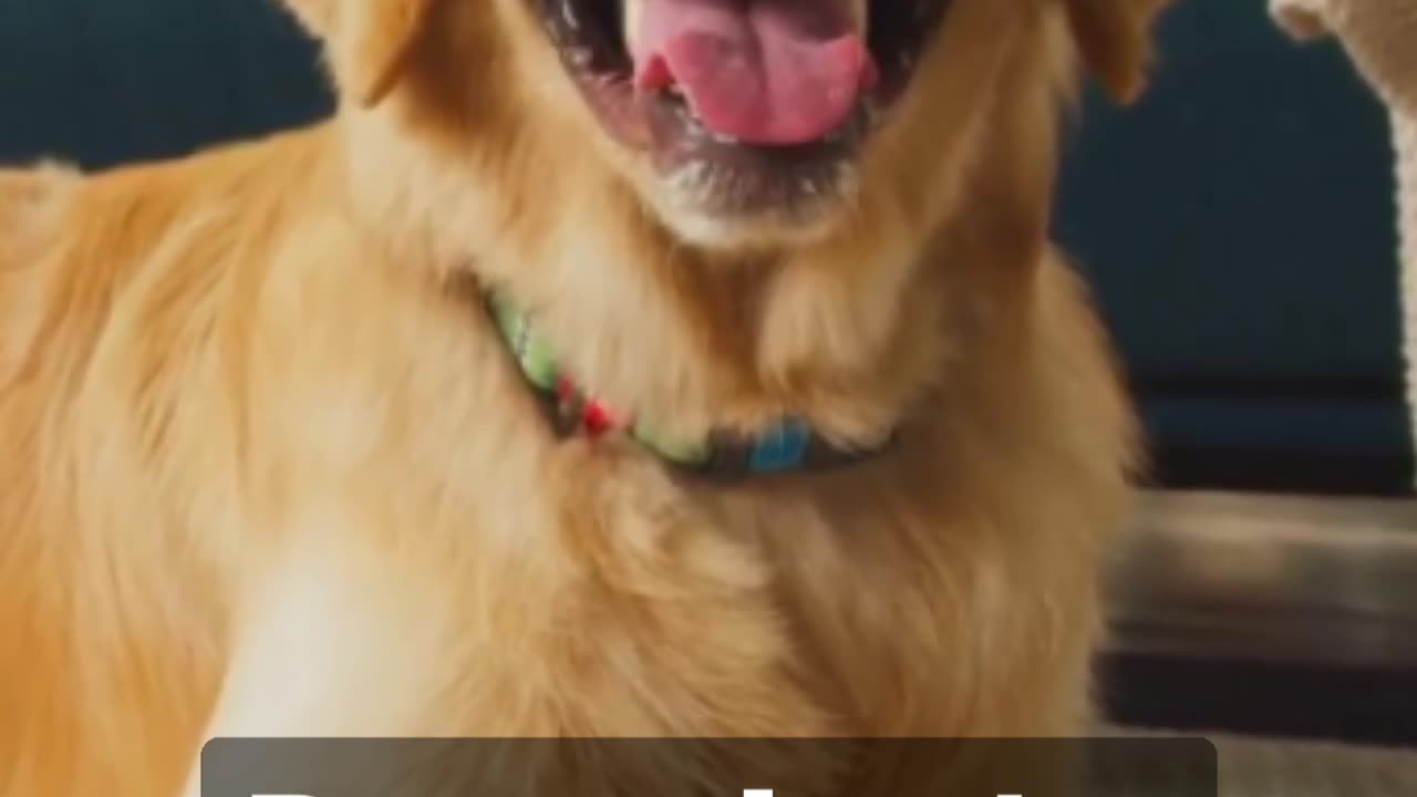 Pawsome Facts: The Best Things About Dogs