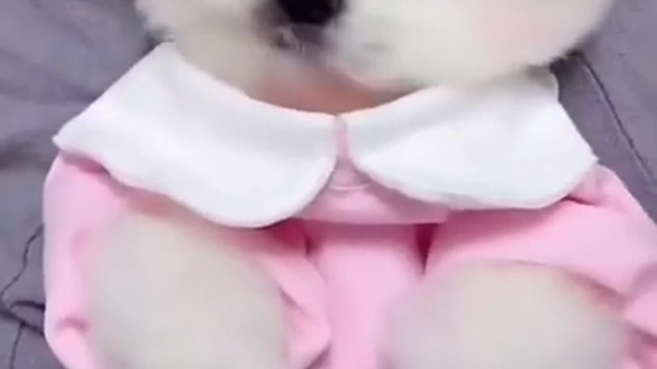 Ultimate Baby dogs | Cute and Funny Dog Compilation #shorts