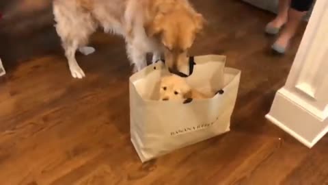 Excited Golden Retriever Meets His New Puppy Sister