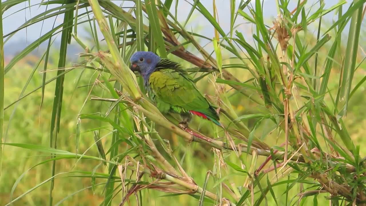 Fauna Ave Parrot Green Exotic Bird Colombia