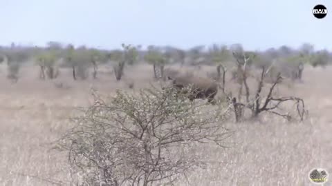 Frightened lion seeing big dog !! These are 7 animals that can beat a lion