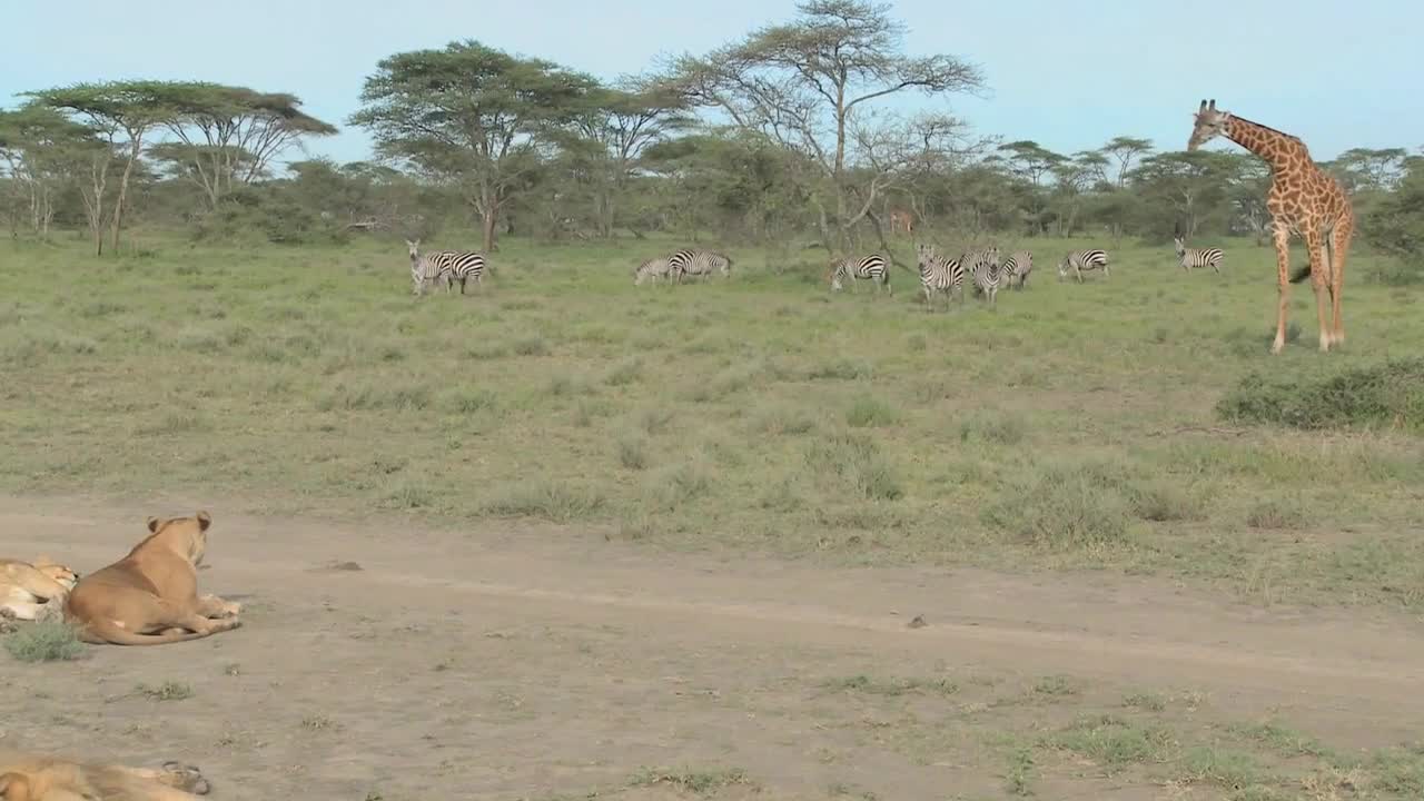 A giraffe stands its ground against a female lion