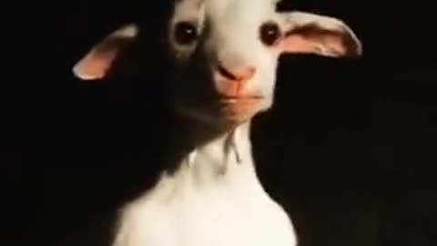 JUST A SIMPLE GOAT