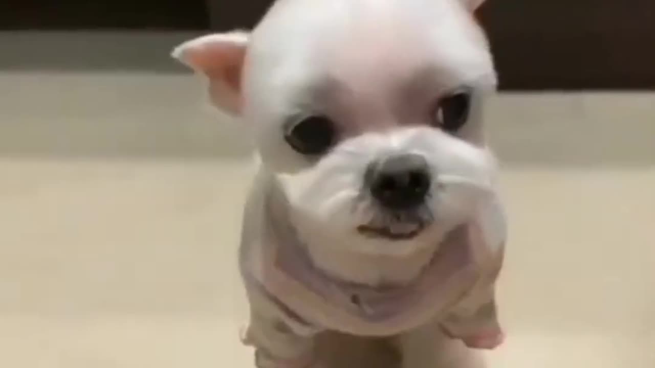 Adorable Dog Dresses Up in a Cute Outfit