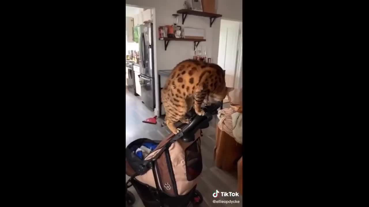 omg this dog are very angryTiktok funny video on the table animal