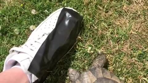 Tommy Shellby the Tortoise vs Black Tape