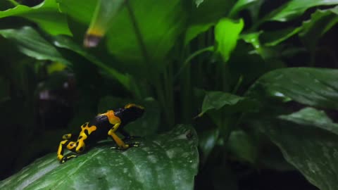 Poison dart frogs