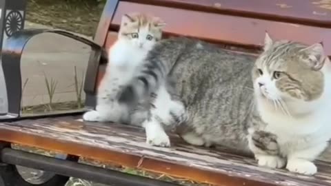 Lovely Collection of Cats 🐈 😻