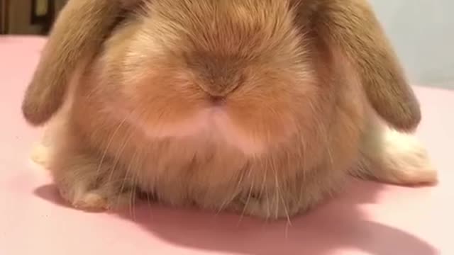 Cute pet looper rabbit