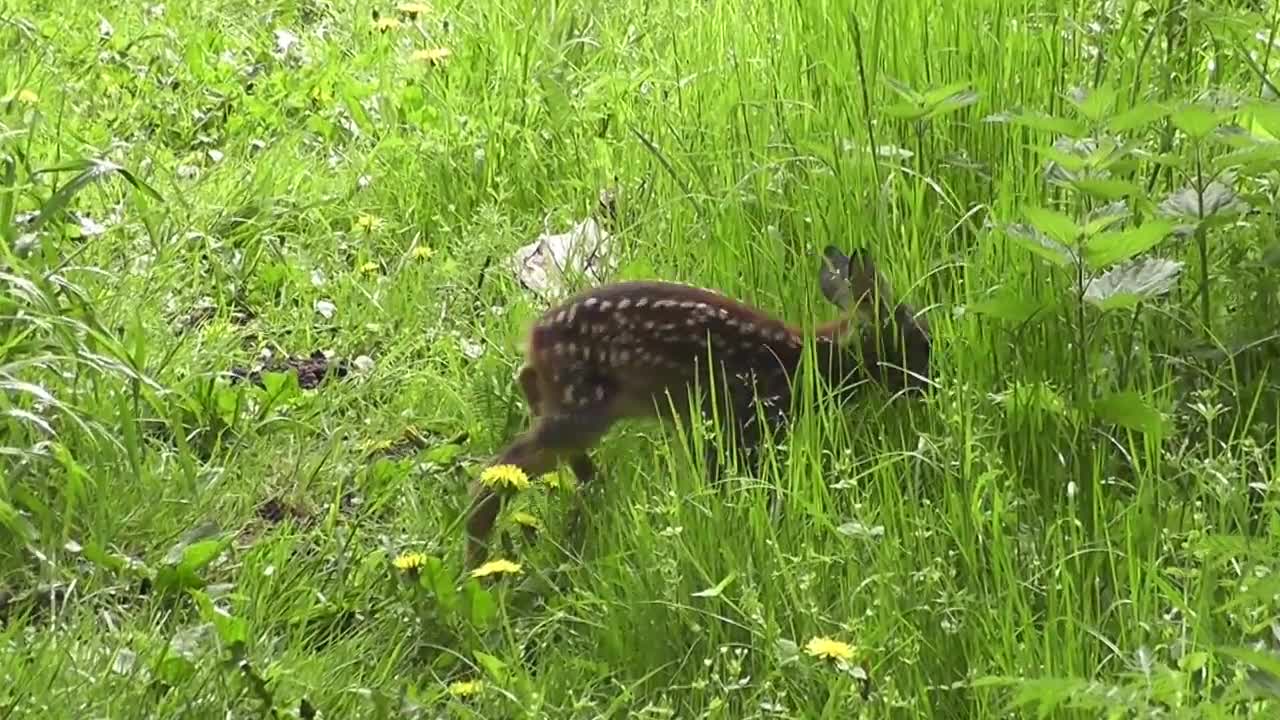 The very first day of a Fawn - Rehkitz erster Lebenstag (Capreolus capreolus)