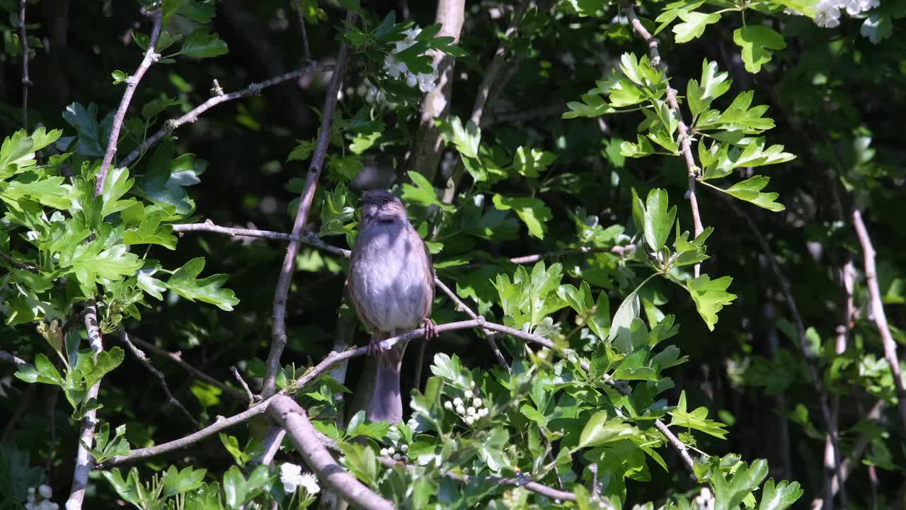 Watch the big colored bird in the forest. Really fun1