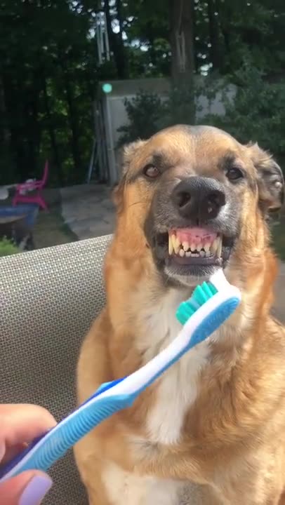 Cute Animals#538 _Funny animals Reaction 2021.