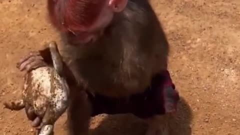 Monkey is funny