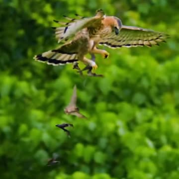 Pet Cats Beautiful Bird And Animal 4K HD Adorable Photography By Nature.