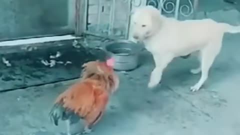 Dog vs Chicken