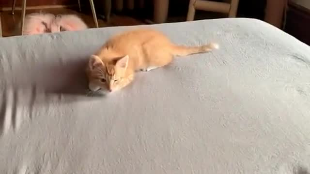Kitten zoomies