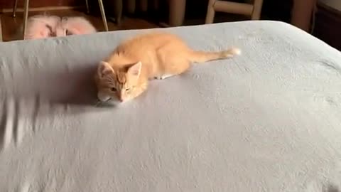 Kitten zoomies