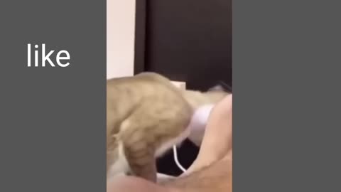 Funniest Animals Cats and dogs Funny Videos Funny Cats and Dogs 2023