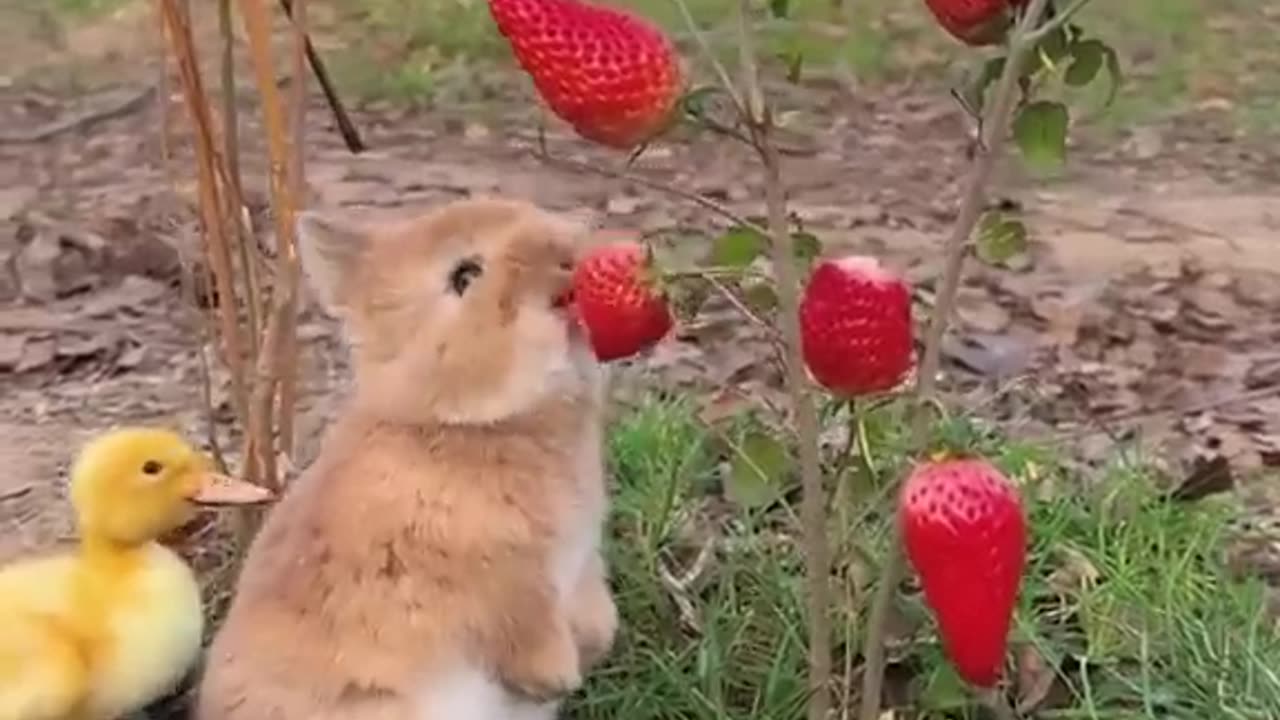 Cutie pie eating strawberries