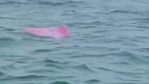 Pink dolphin