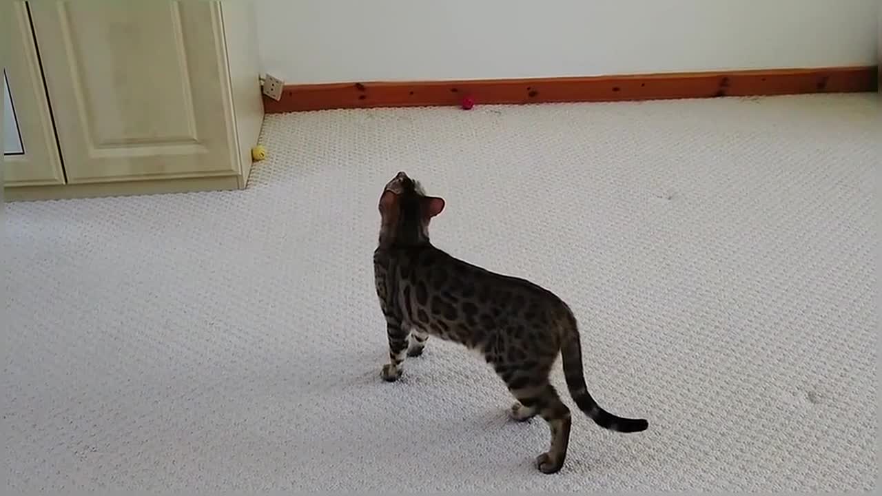 Crazy Bengal Kittens Play With New Cat Tree