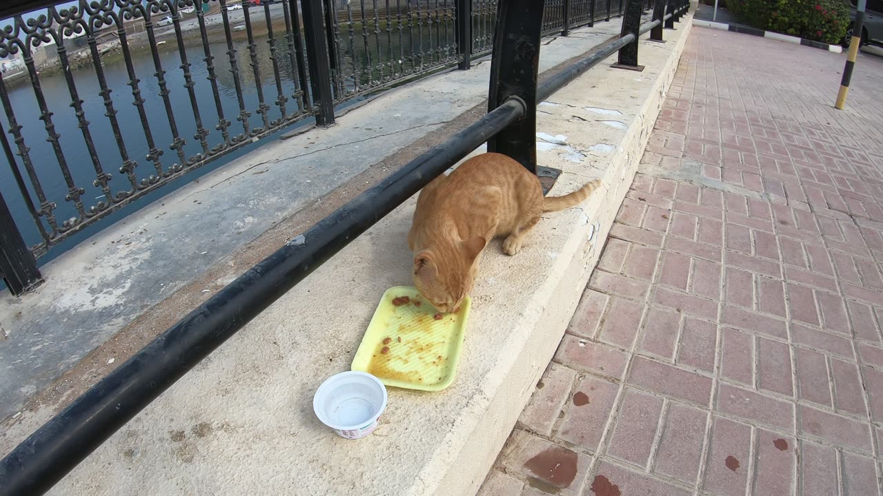 ED SHEERAN & MICHAEL JACKSON - Homeless cats in Ras Al Khaimah, UAE #cat #EdSheeran #MichaelJackson