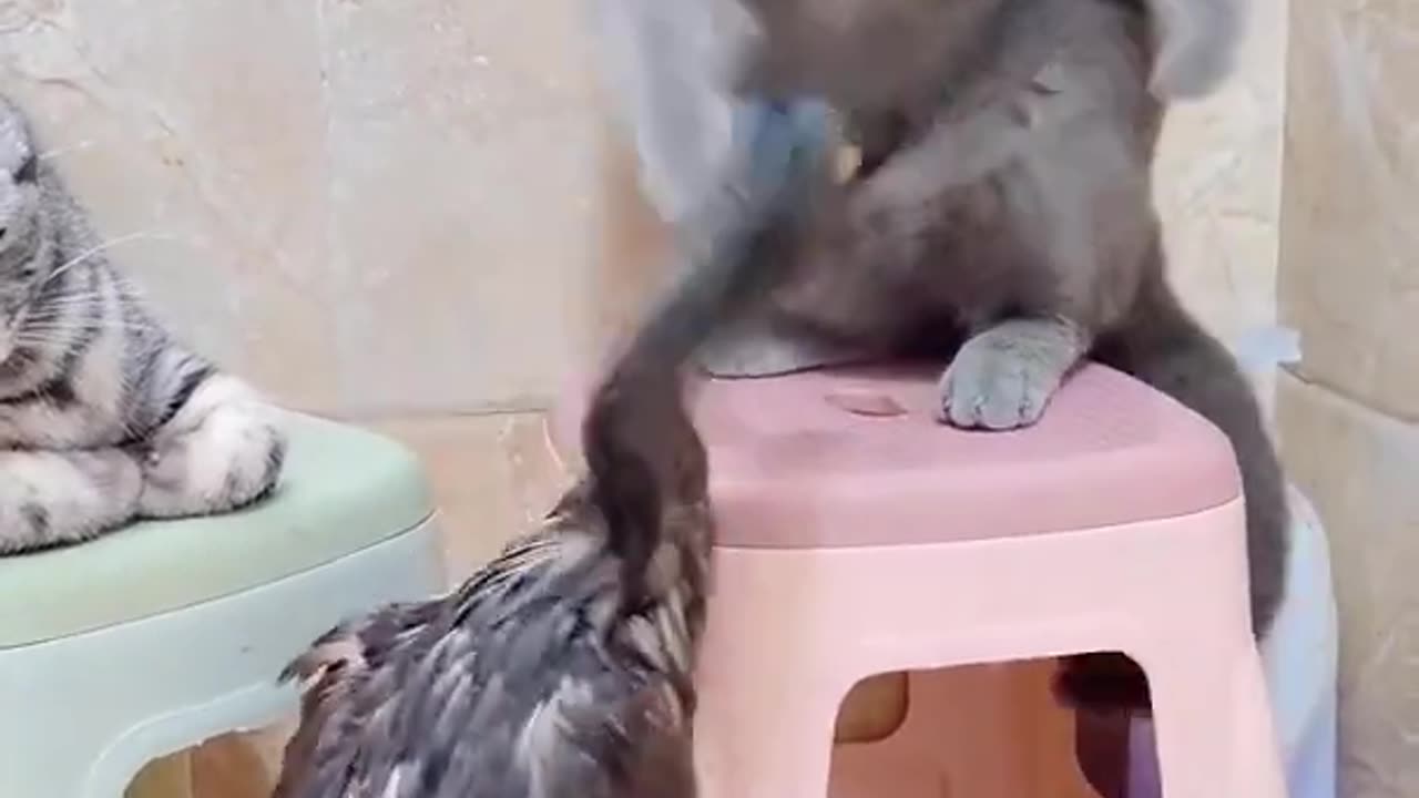 😳 Cat Fight Duck 😳#shorts #trending #trendingshorts