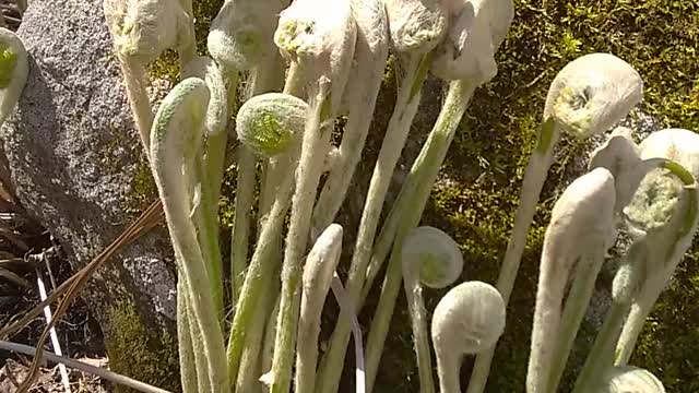 Fiddleheads