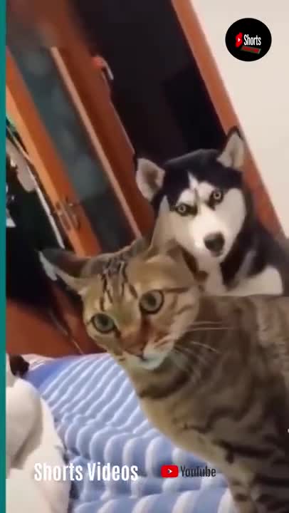 💞😆Cats and dogs fighting very funny😂|| Try not to laugh ||#shorts