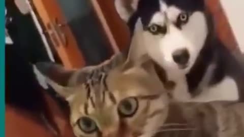 💞😆Cats and dogs fighting very funny😂|| Try not to laugh ||#shorts