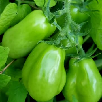 Growing green plum tomatoes