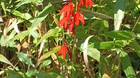 Cardinal Flower