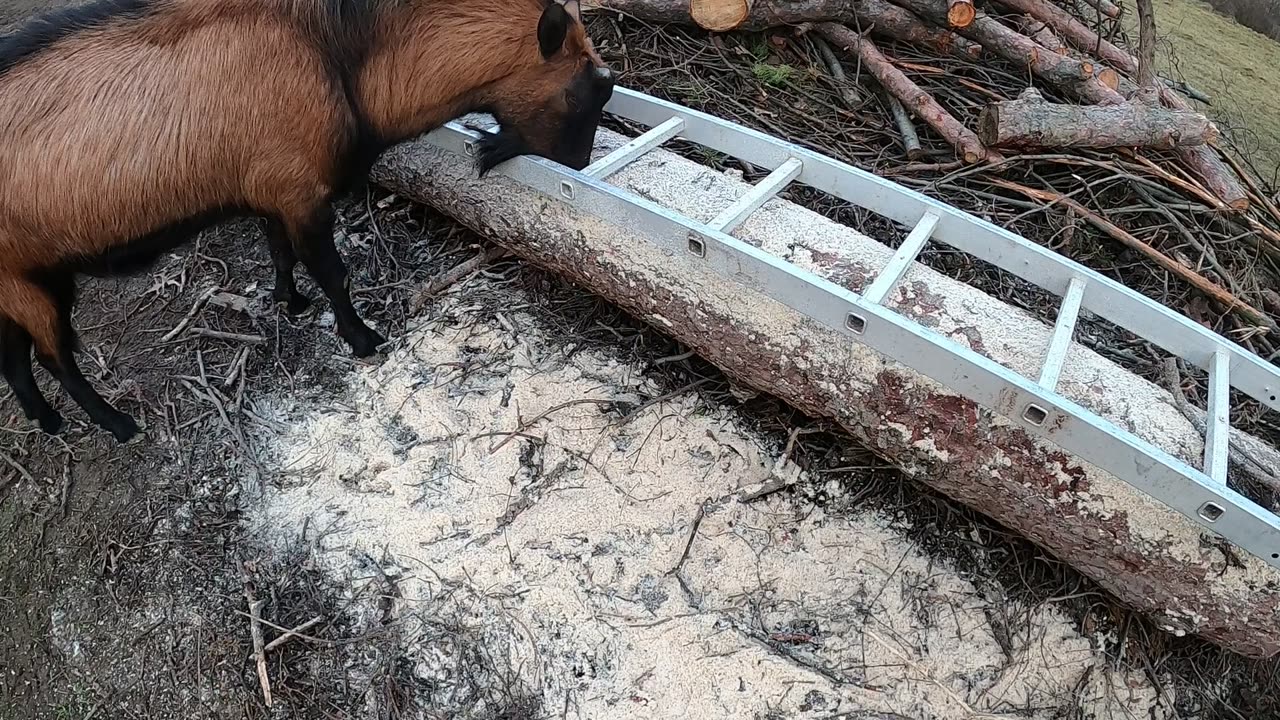 GOAT FINDS AND SNIFFS DAT COLOMBIAN SUGAR!