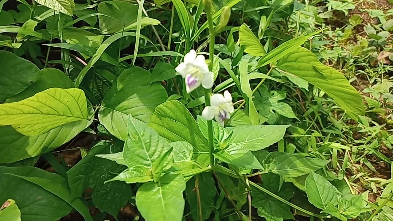 this flower is so beautiful