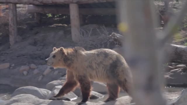 a grizzly bear at a local zoo