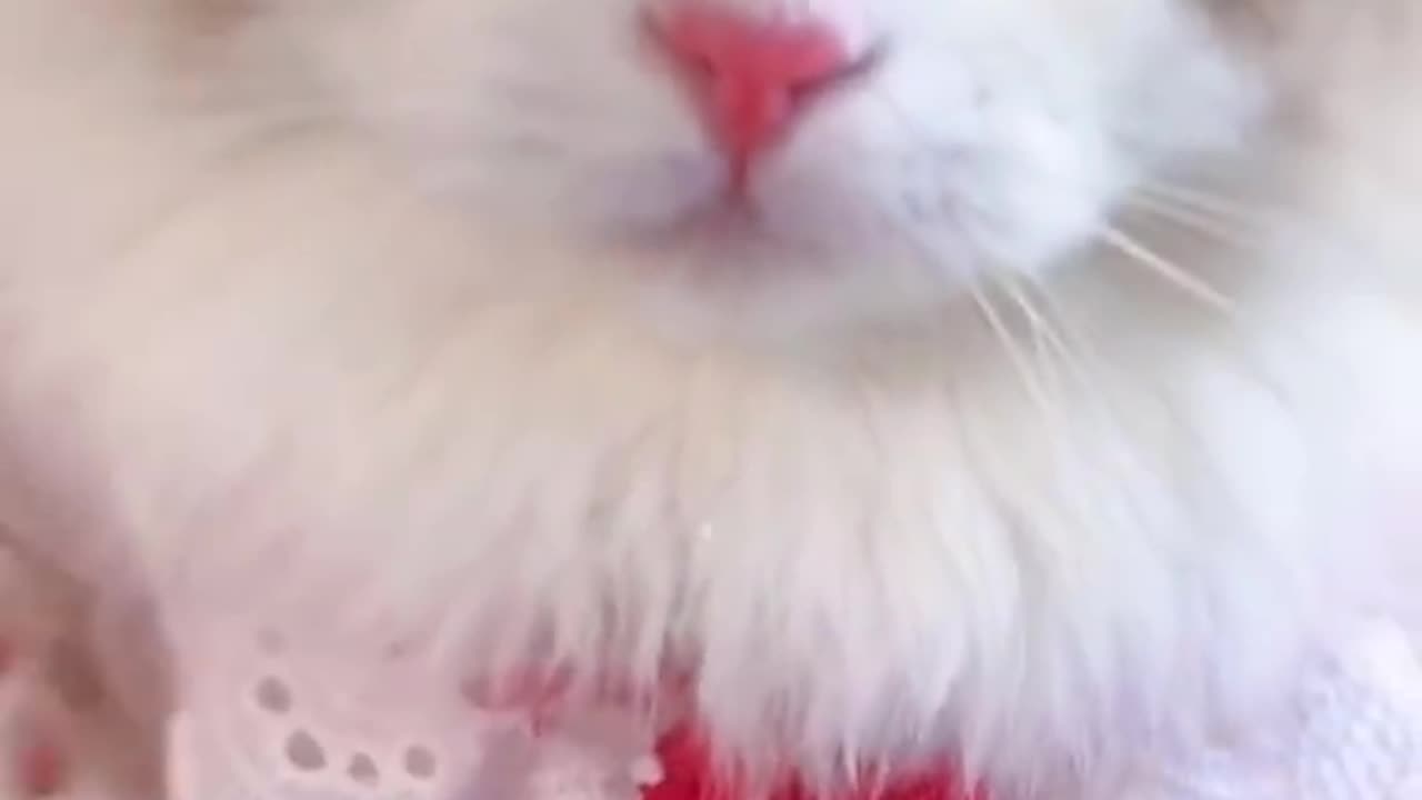 cute cat funny video!