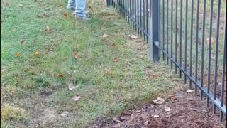 Rescuing a Doe Stuck in a Narrow Fence