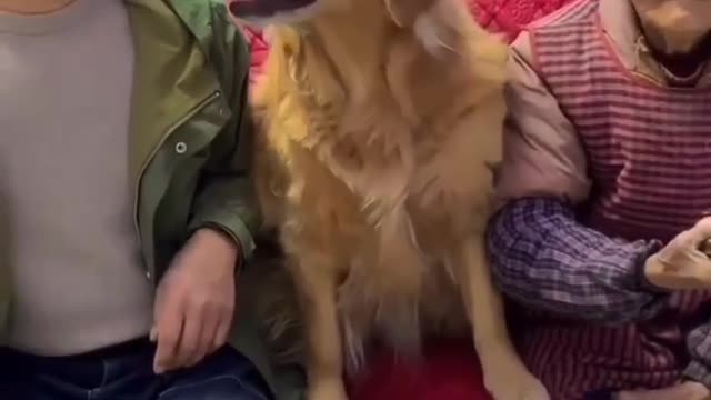 Cute dog