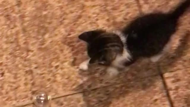 A little puppy after discovering a ball