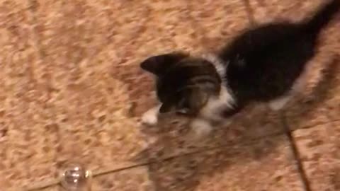 A little puppy after discovering a ball