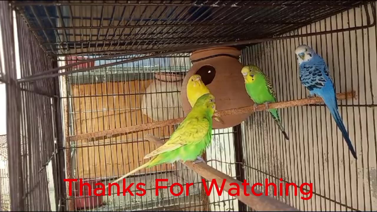 Budgies Relaxing sounds