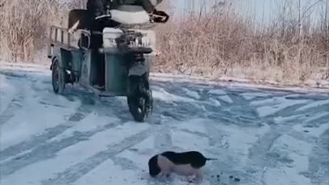 Funny dogs at it LOL!!!